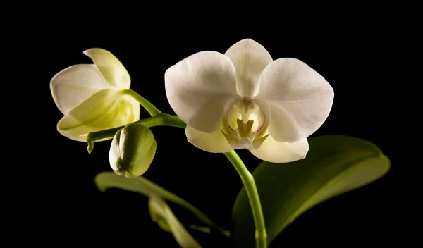Orchidée phalaenopsis rétro-éclairée blanche isolée sur noir — Photo