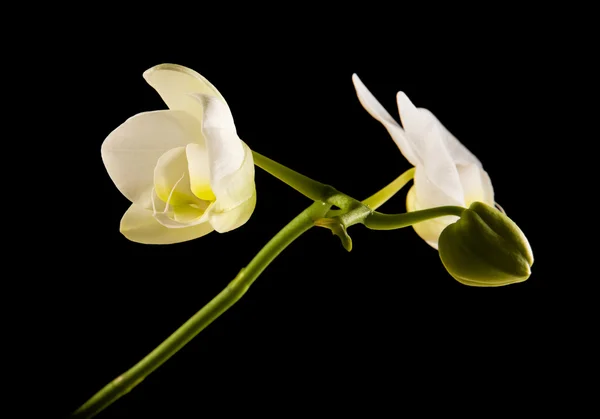 Orchidea bianca retroilluminata di phalaenopsis isolata su nero — Foto Stock