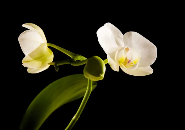 Orquídea phalaenopsis retroiluminada blanca aislada en negro — Foto de Stock