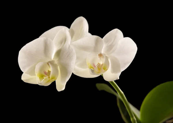 Orquídea branca de phalaenopsis retroiluminada isolada em preto — Fotografia de Stock