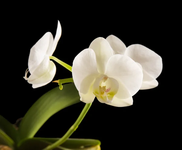 White backlit phalaenopsis orchid isolated on black — Stock Photo, Image