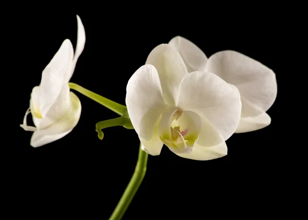 Orquídea phalaenopsis retroiluminada blanca aislada en negro —  Fotos de Stock
