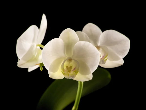 Witte achtergrondverlichting phalaenopsis orchideeën geïsoleerd op zwart — Stockfoto