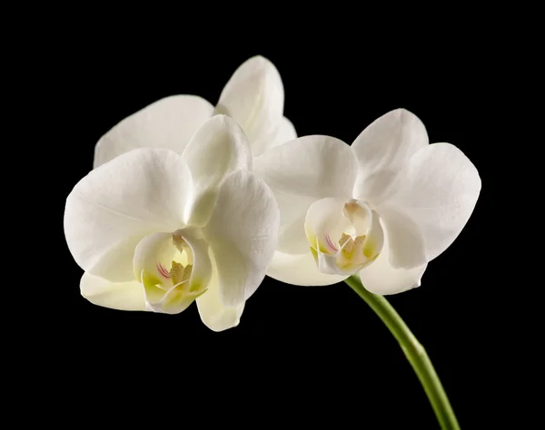 Orquídea phalaenopsis retroiluminada blanca aislada en negro —  Fotos de Stock