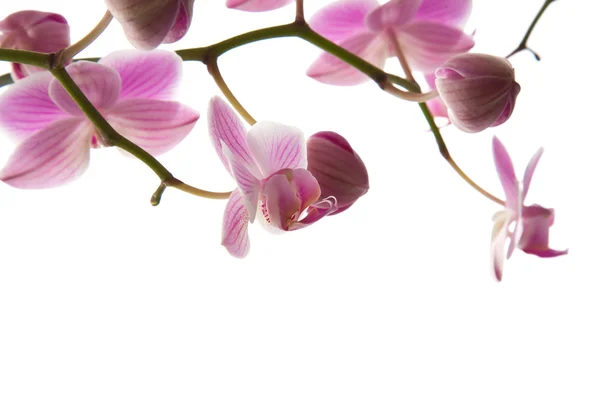 Fioritura abbondante di orchidea phalaenopsis a strisce rosa isolata su bianco ; Fotografia Stock
