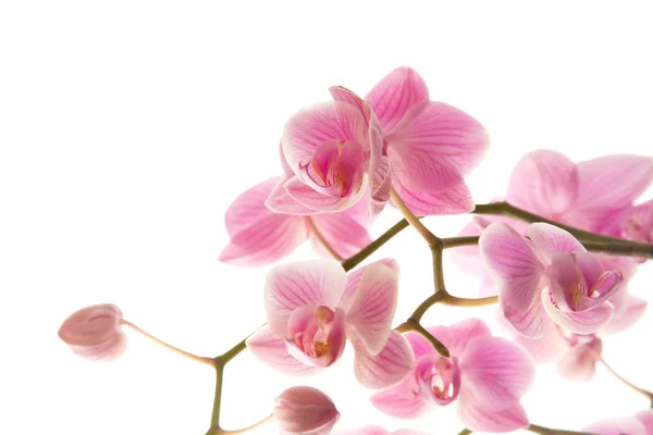 Fioritura abbondante di orchidea phalaenopsis a strisce rosa isolata su bianco ; Foto Stock Royalty Free