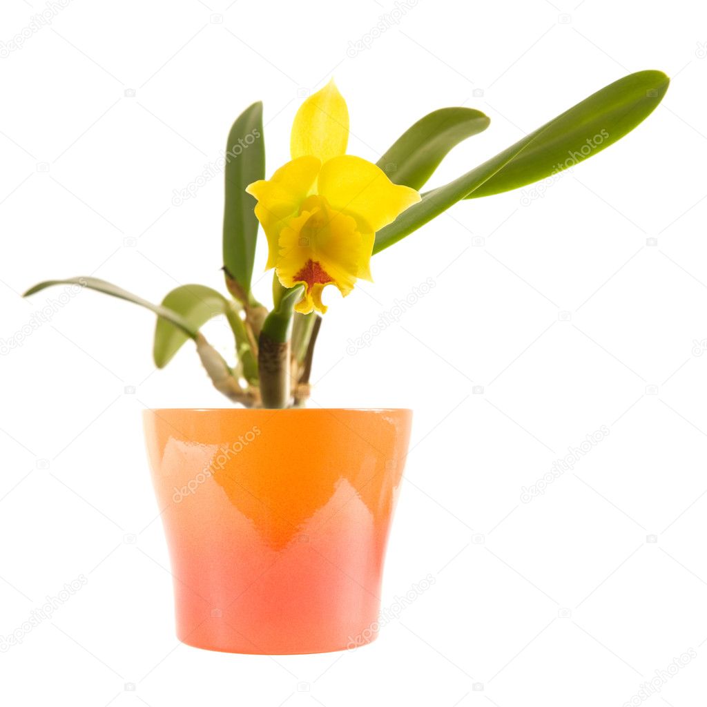 Small bright yellow and red flowering cattleya orchid in bright orange pot;