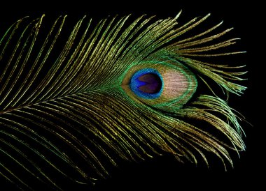 Single peacock feather tip isolated on black background; clipart