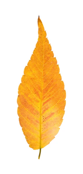 Colorful autumnal leaf of Zelkova serrata isolated on white background; — Stock Photo, Image