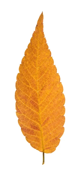 Colorful autumnal leaf of Zelkova serrata isolated on white background; — Stock Photo, Image