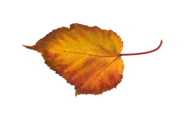 Kolorowe jesienny liść na białym tle; — Zdjęcie stockowe
