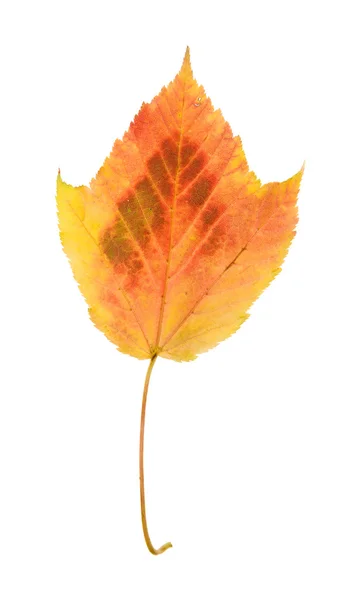 Colorful autumnal leaf isolated on white background; — Stock Photo, Image