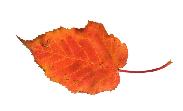 Colorful autumnal leaf isolated on white background; — Stock Photo, Image