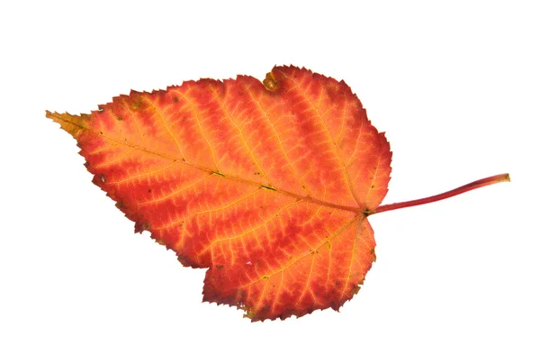 Kolorowe jesienny liść na białym tle; — Zdjęcie stockowe