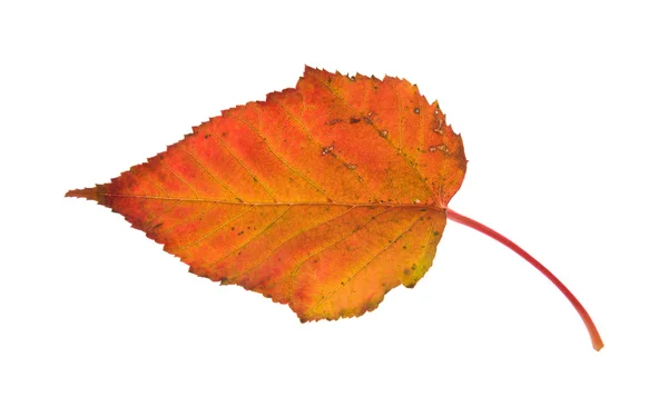 Barevné podzimní listí izolovaných na bílém pozadí; — Stock fotografie