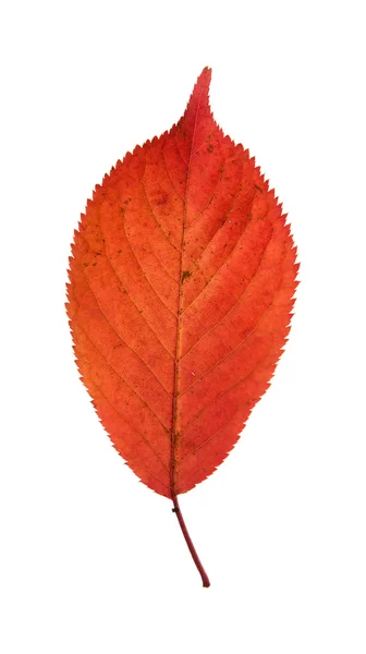 Kleurrijke herfst blad geïsoleerd op witte achtergrond; — Stockfoto