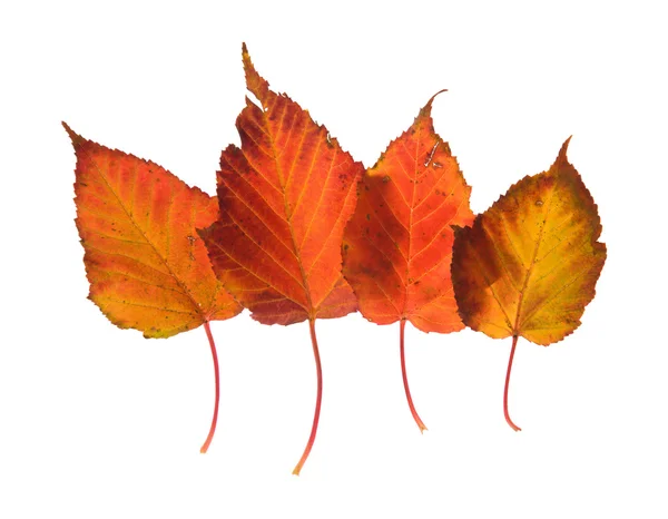 Colorful overlapping autumnal leaves isolated on white background — Stock Photo, Image