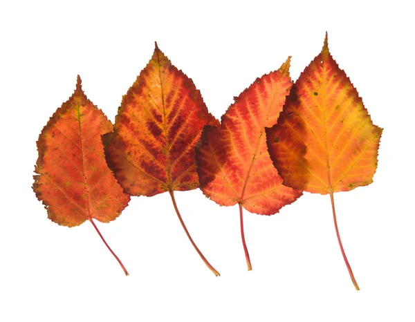 Colorful overlapping autumnal leaves isolated on white background — Stock Photo, Image