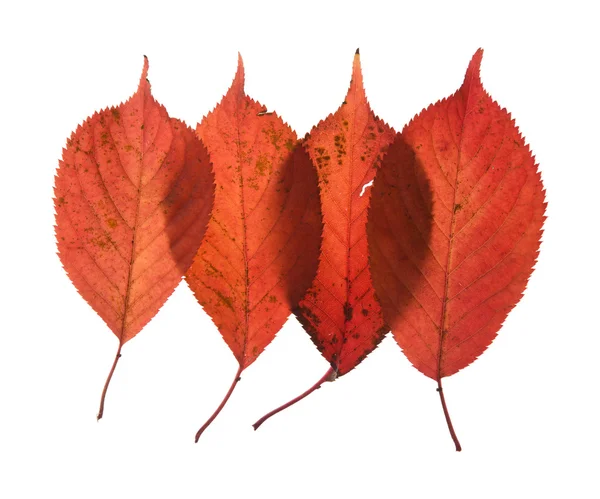 多彩重叠的秋季树叶被隔绝在白色背景上 — 图库照片