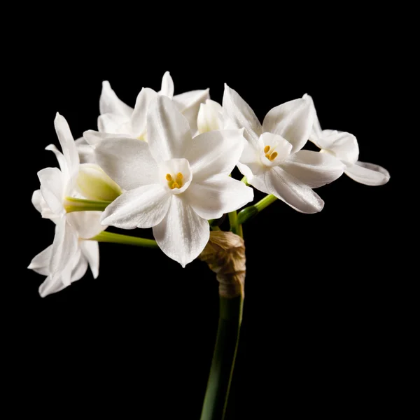 Narcissus papyraceus; Paperwhite; tallo único aislado en negro — Foto de Stock