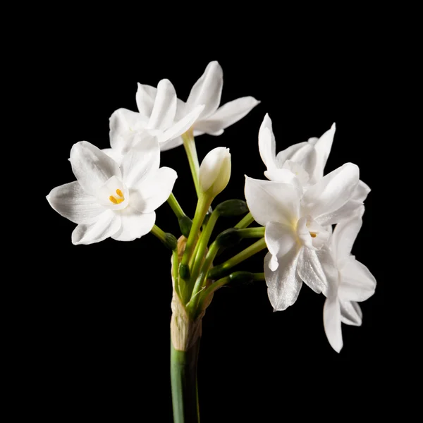 Narcissus papyraceus; Paperwhite; egy szára elszigetelt fekete — Stock Fotó