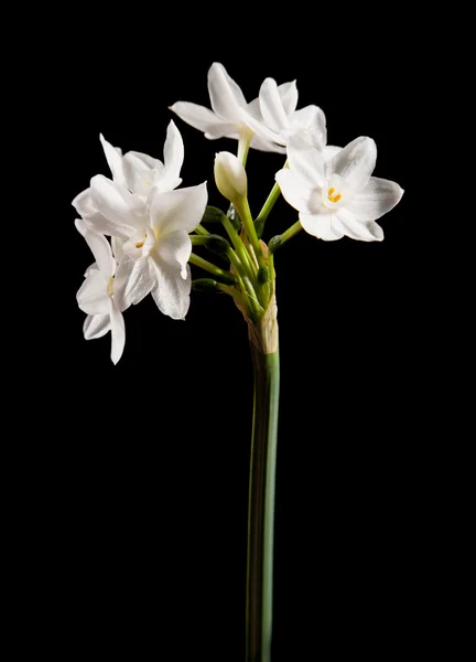 Narcissus papyraceus; Paperwhite; egy szára elszigetelt fekete — Stock Fotó