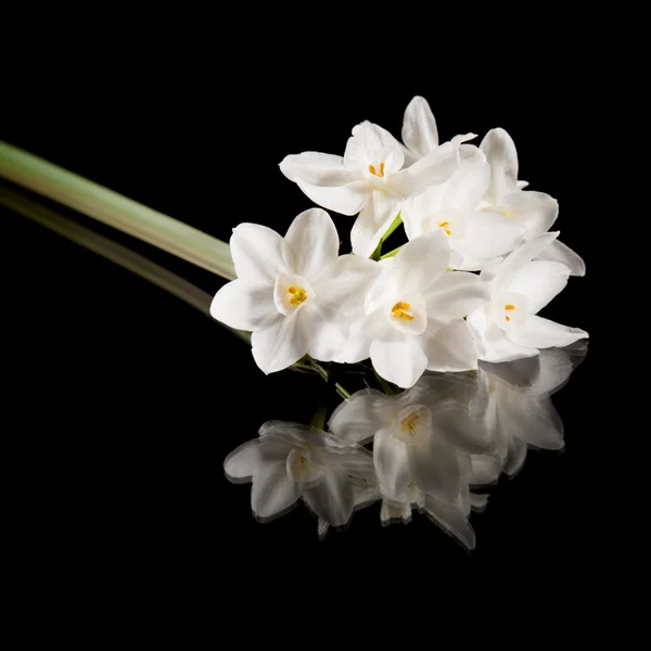 Narcissus papyraceus; Paperwhite; single stem isolated on black — Stock Photo, Image