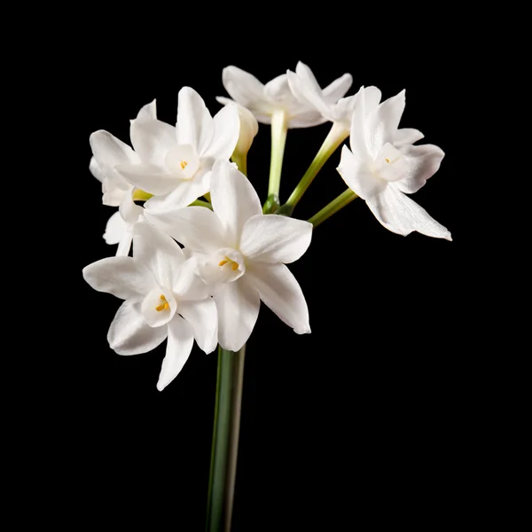 Narcissus papyraceus; Paperwhite; jeden kmen izolovaný na černém — Stock fotografie