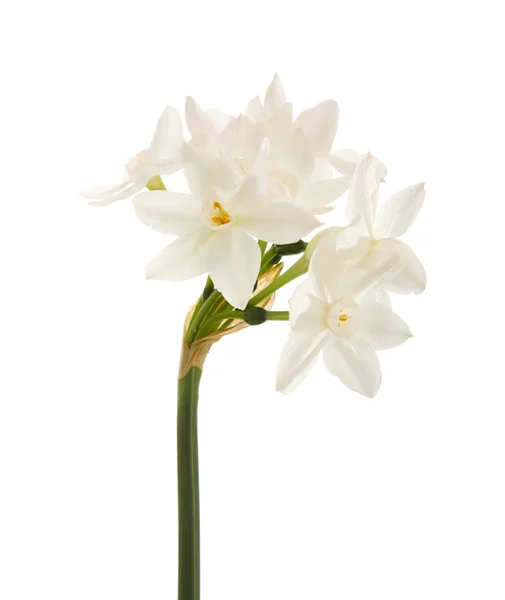 Narcissus papyraceus; Paperwhite; single stem isolated on white — Stock Photo, Image