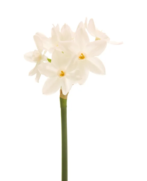 Narcissus papyraceus; papierweiß; Einzelstamm isoliert auf weiß — Stockfoto