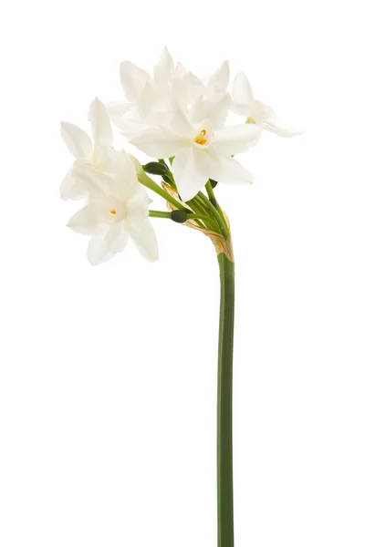 Narcissus papyraceus; papierweiß; Einzelstamm isoliert auf weiß — Stockfoto