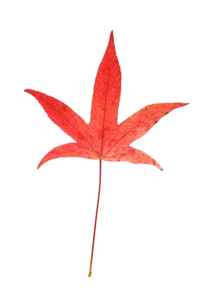 Folha de outono vermelho brilhante de Liquidambar styraciflua, American Sweetgum, Redgu — Fotografia de Stock