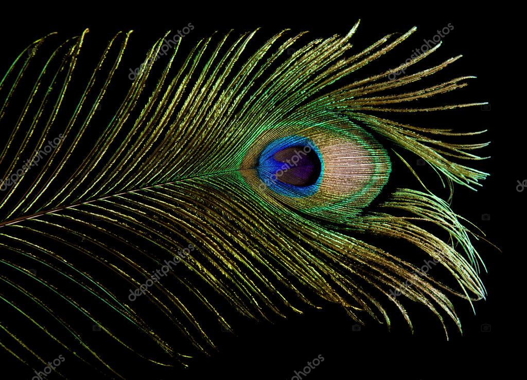 Single peacock feather tip isolated on black background; Stock Photo by  ©Tamara_k 5211653