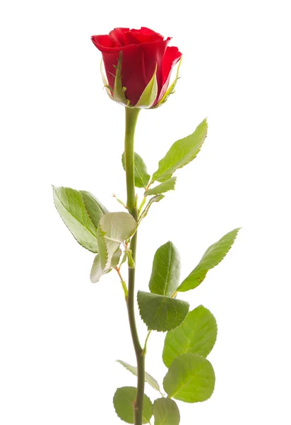 Single red rose isolated — Stock Photo, Image