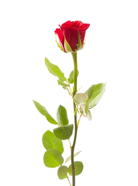 Singola rosa rossa isolato — Foto Stock