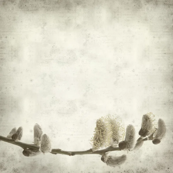 Textured old paper background with spring branch with catkins — Stock Photo, Image