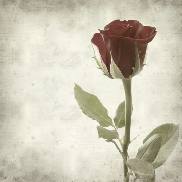 Текстурированный старый бумажный фон с одной красной розой — стоковое фото