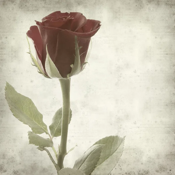 Textured old paper background with single red rose — Stock Photo, Image