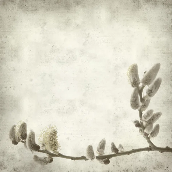 Textured old paper background with spring branch with catkins — Stock Photo, Image