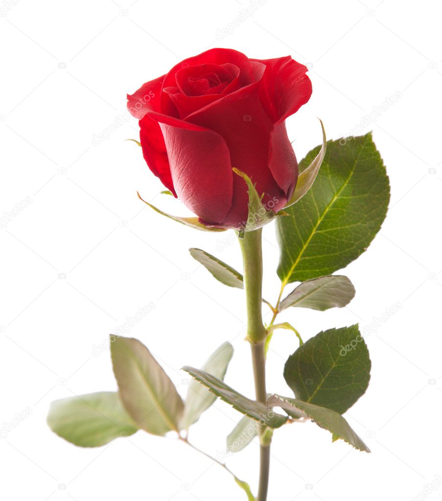 Single red rose isolated