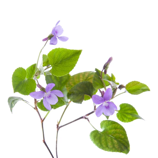 Фиолетовый, изолированный на белом — стоковое фото