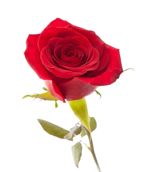 Isolert med enkelte røde roser – stockfoto