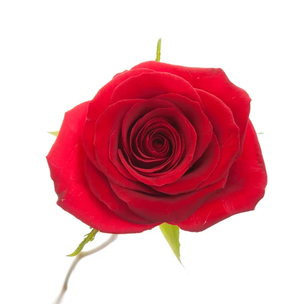 孤立一朵红玫瑰 — 图库照片