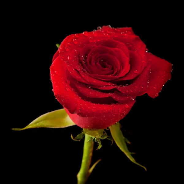 Mokrá červená růže — Stock fotografie