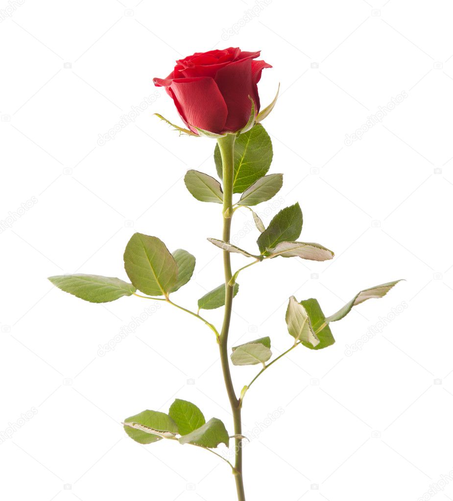 Single red rose isolated