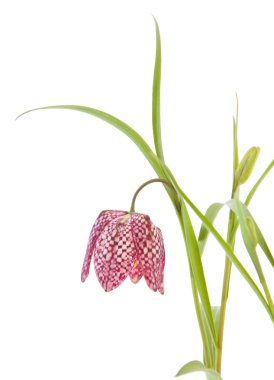 Fritillaria