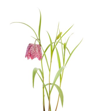 Fritillaria