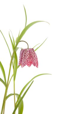 Fritillaria