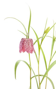 Fritillaria