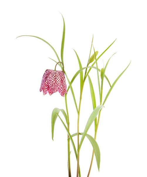 stock image Fritillaria